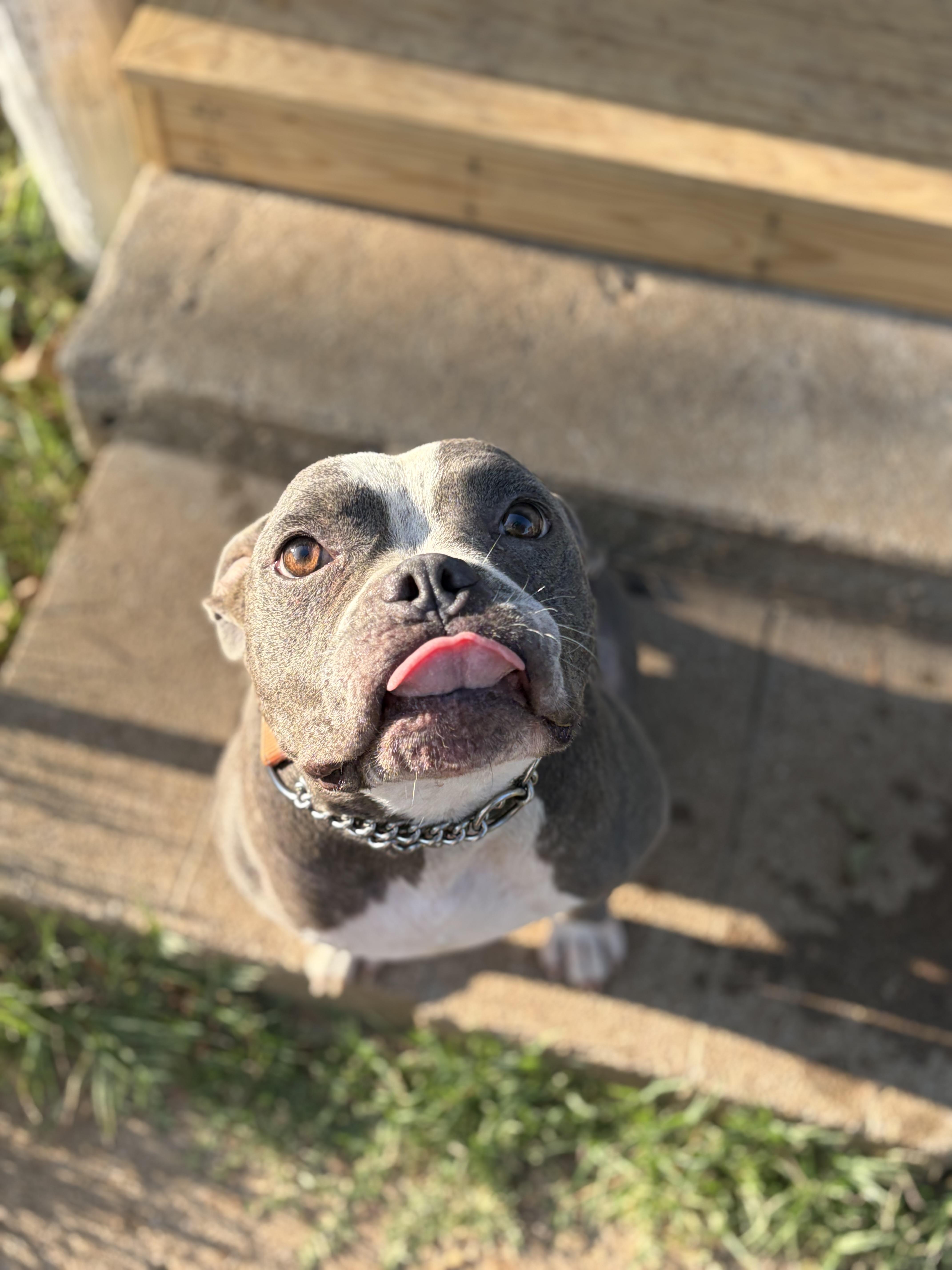 Enlarge Bruno Mars, a Adoptable American Bully in Meeker, OK image 2/6