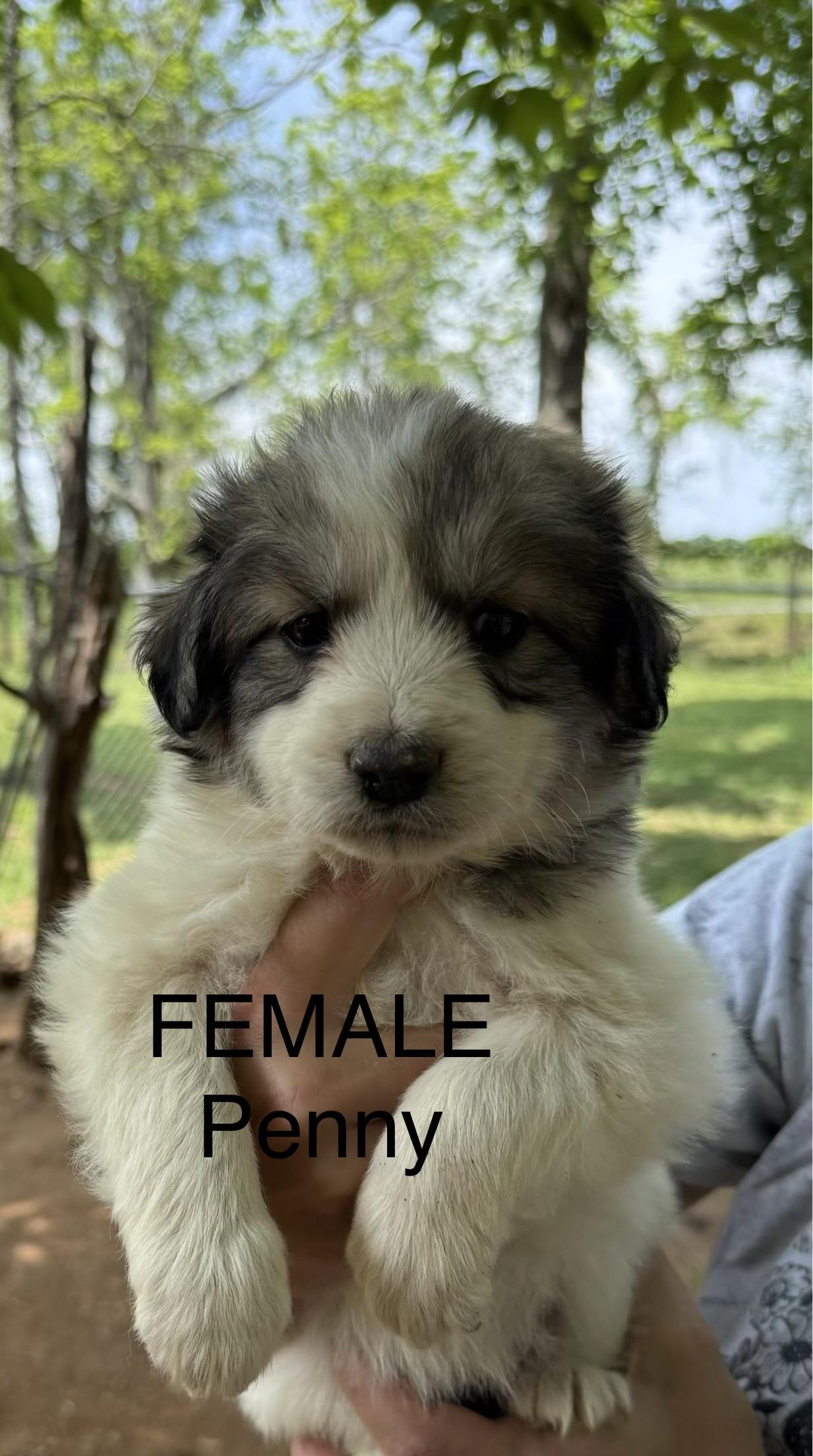 PENNY, adopted, Puppy Female Great Pyrenees.