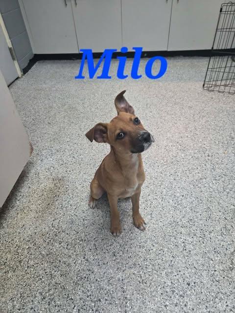 Milo, Adoptable, Puppy Male Labrador Retriever & Hound.