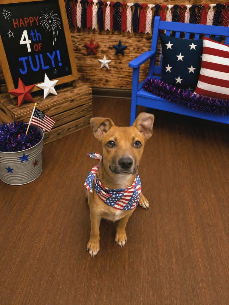 Milo, a Adoptable mixed breed in Livingston, LA image 2/3