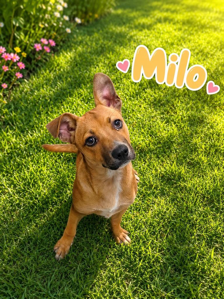 Milo, a Adoptable mixed breed in Livingston, LA image 3/3