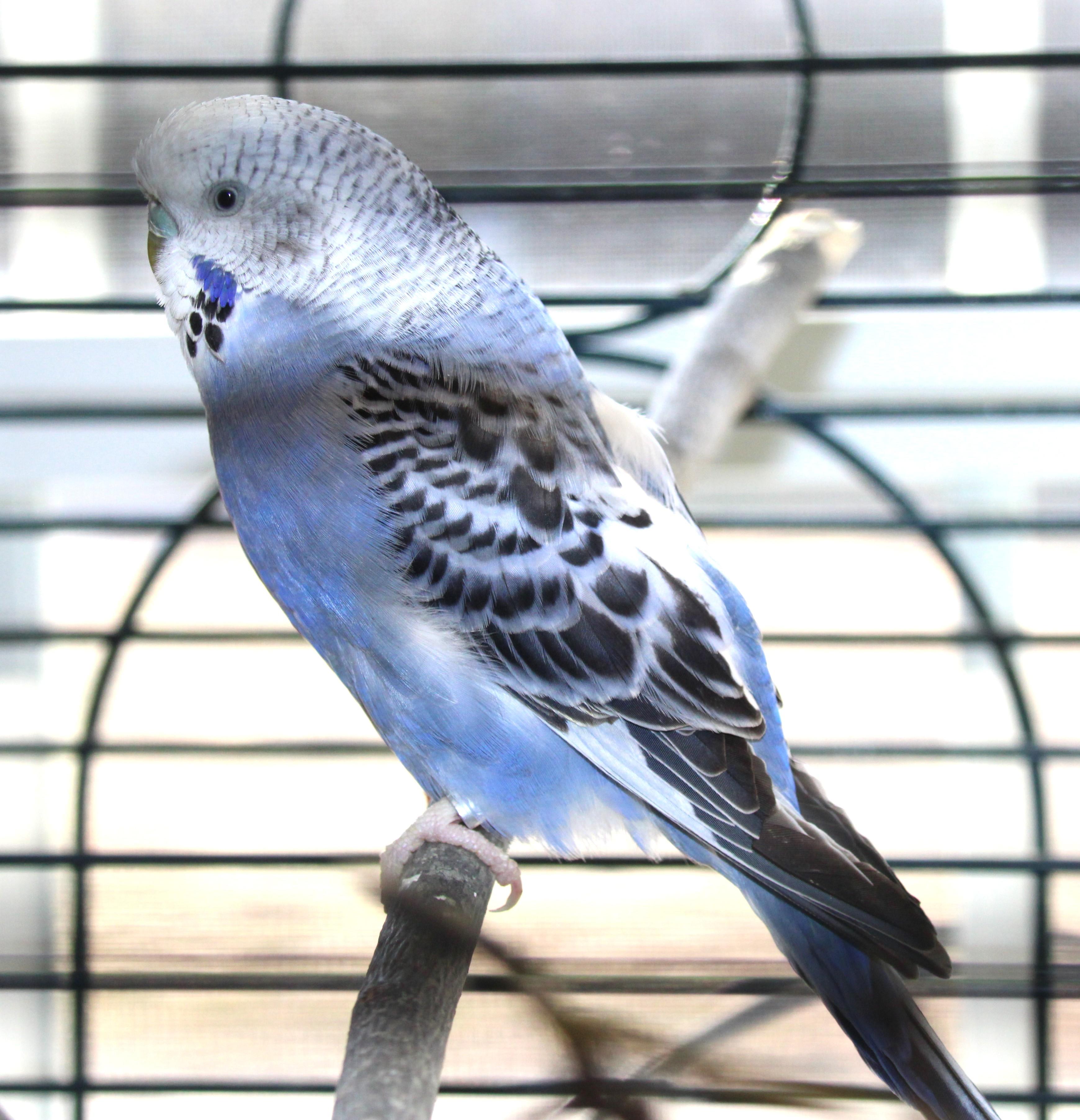 Polly, adopted, Adult Unknown Parakeet (Other).