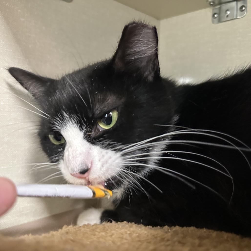 Oliver, Adoptable, Adult Male Domestic Medium Hair.