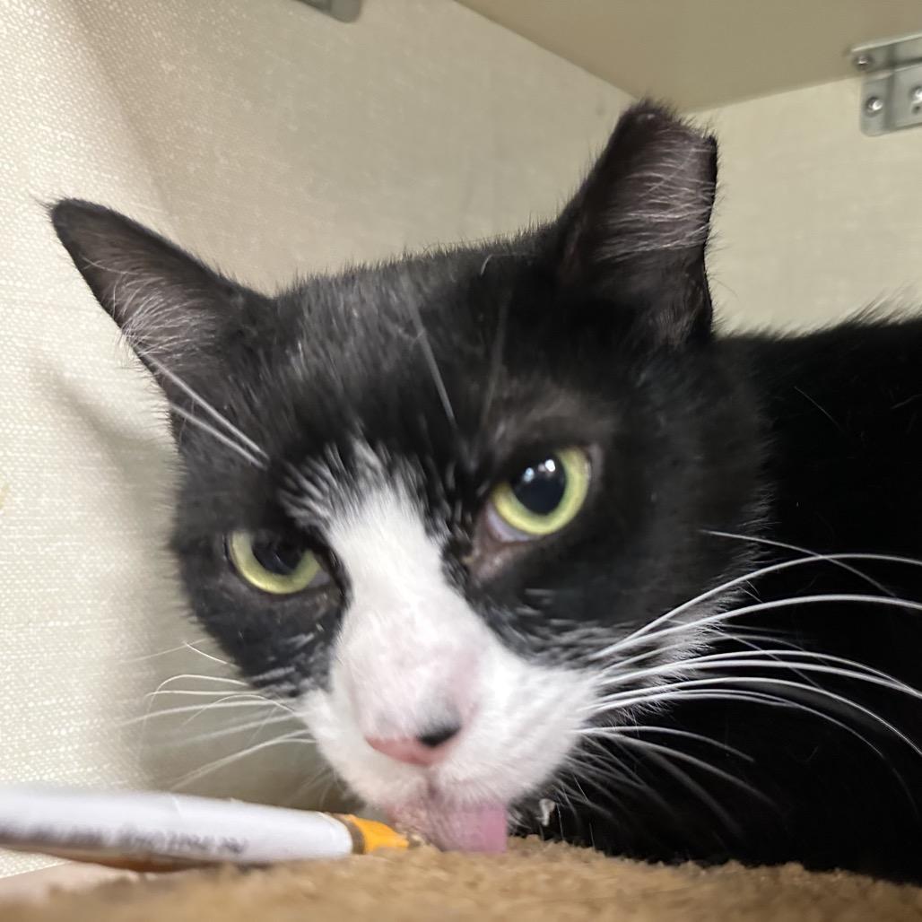 Enlarge Oliver, a Adoptable Domestic Medium Hair in Spokane, WA image 2/6