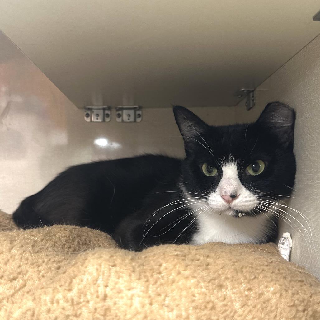 Enlarge Oliver, a Adoptable Domestic Medium Hair in Spokane, WA image 3/6