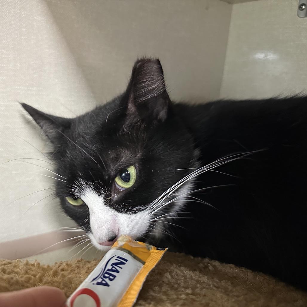 Enlarge Oliver, a Adoptable Domestic Medium Hair in Spokane, WA image 4/6