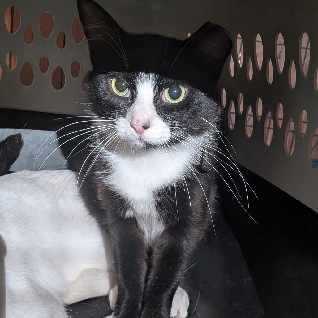 Enlarge Oliver, a Adoptable Domestic Medium Hair in Spokane, WA image 5/6