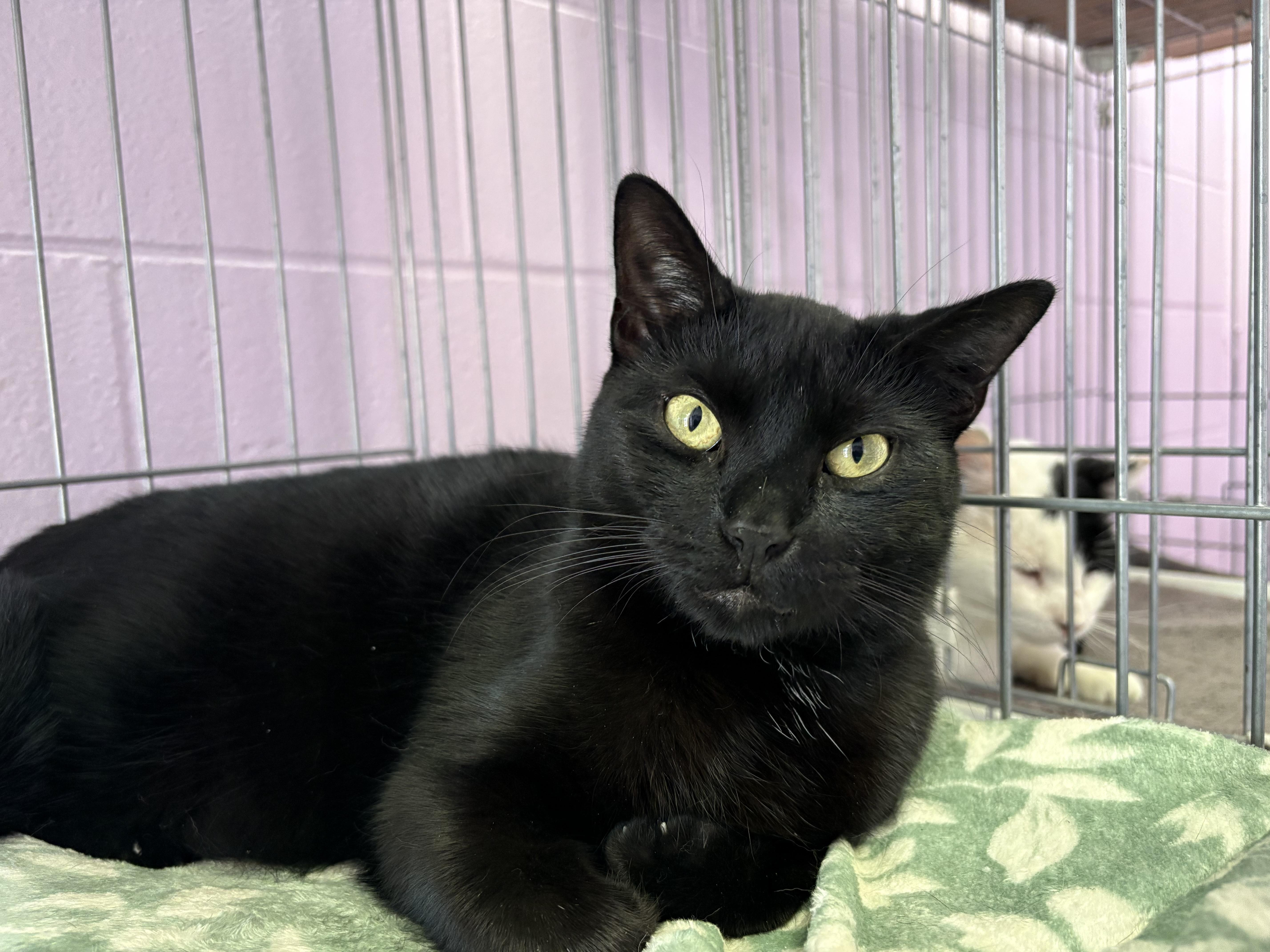 Tigger, ADOPTABLE, Young Male Domestic Short Hair.