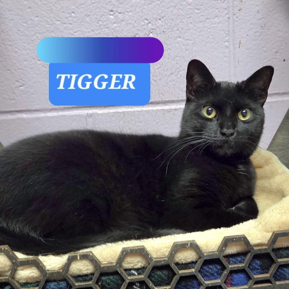 Enlarge Tigger, a ADOPTABLE Domestic Short Hair in Wantagh, NY image 5/6