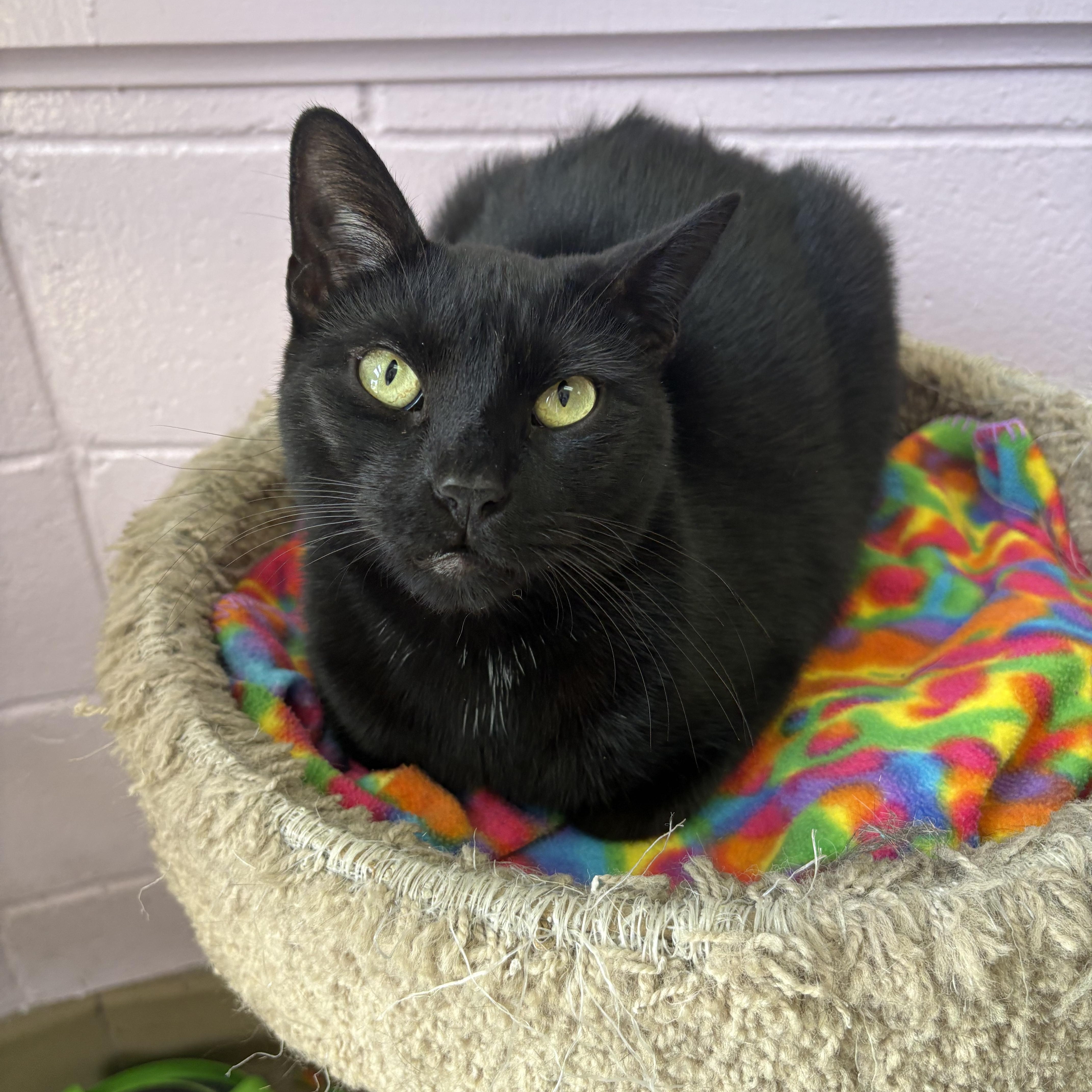 Tigger, ADOPTABLE, Young Male Domestic Short Hair.