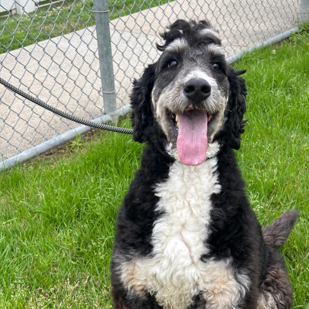 Goose — thumbnail 2