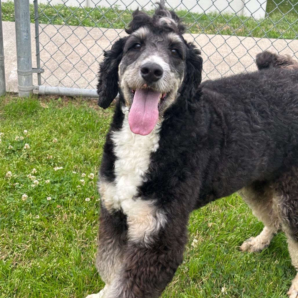 Goose — thumbnail 4