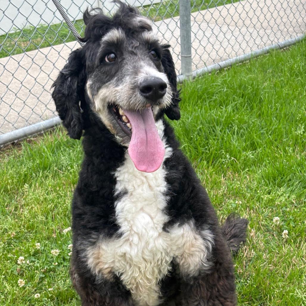 Goose — thumbnail 5