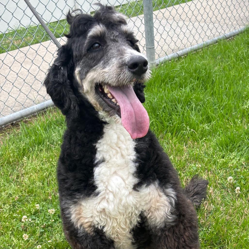 Goose — thumbnail 6