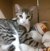 Enlarge LUCKY, an adopted Tabby in Henderson, NV image 1/1