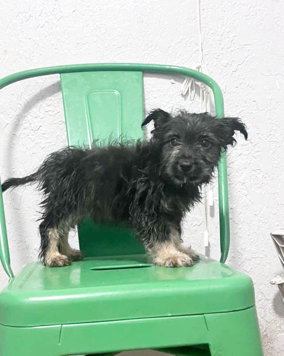 jazz, adopted, Puppy Female Yorkshire Terrier.