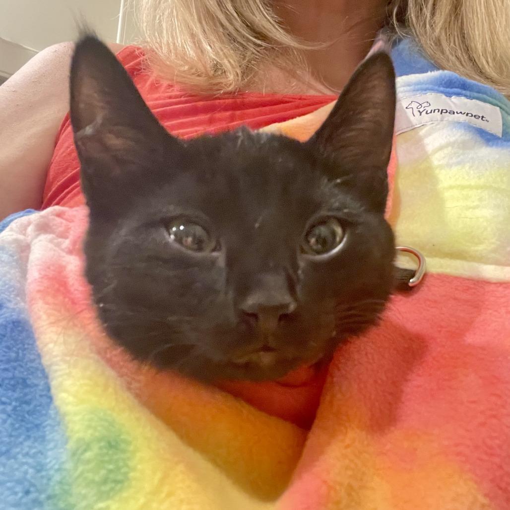 Enlarge Cher, a Adoptable Domestic Short Hair in Santa Rosa, CA image 1/6