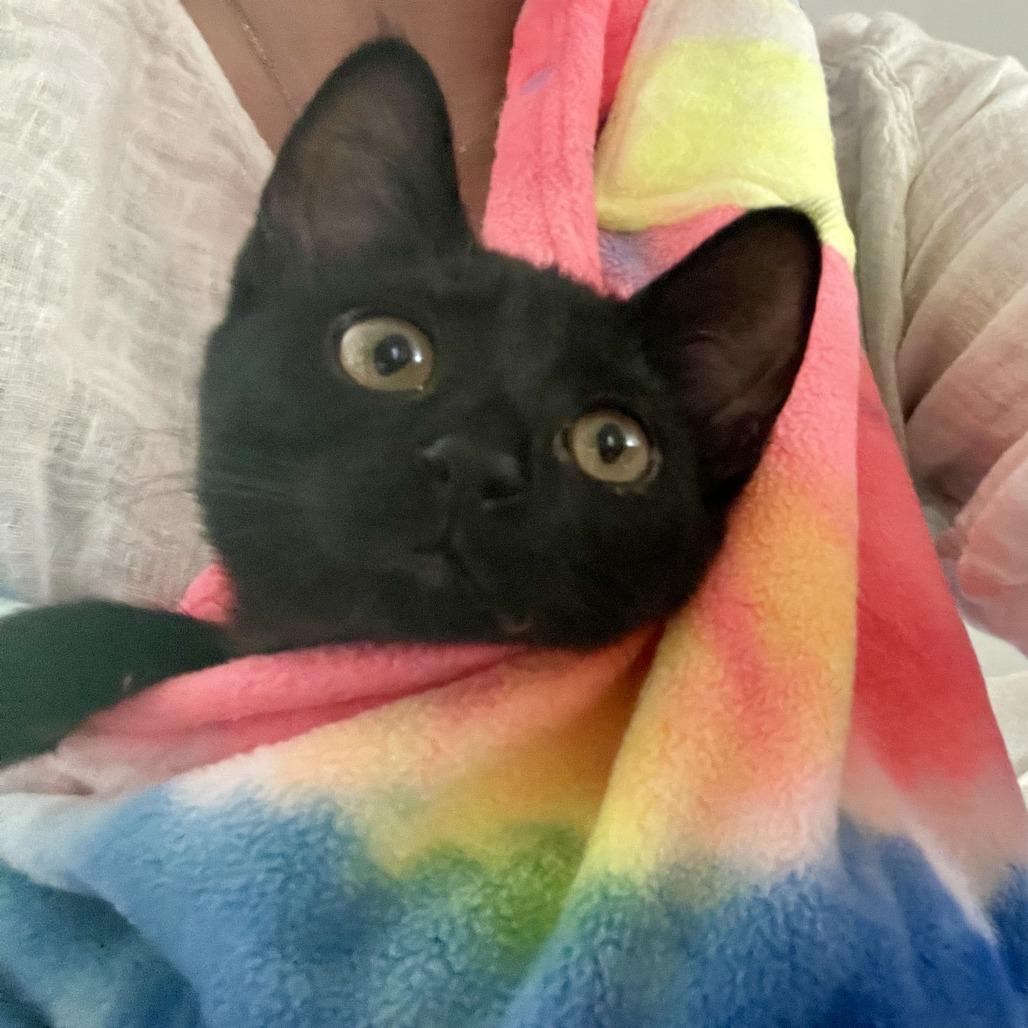 Enlarge Cher, a Adoptable Domestic Short Hair in Santa Rosa, CA image 2/6