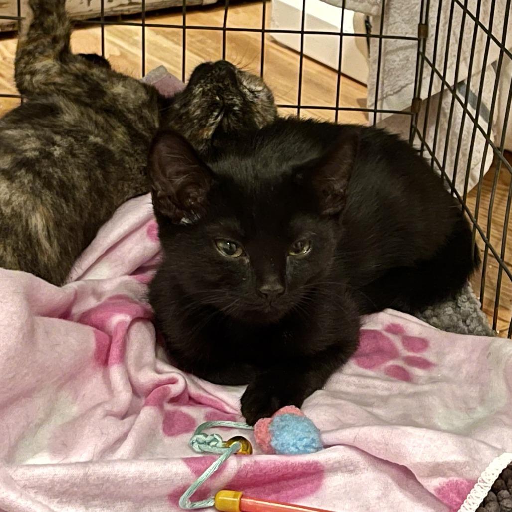 Enlarge Cher, a Adoptable Domestic Short Hair in Santa Rosa, CA image 3/6