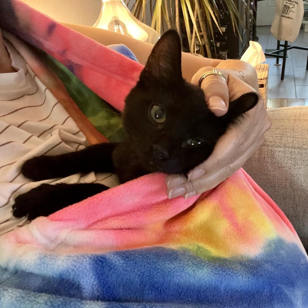 Enlarge Cher, a Adoptable Domestic Short Hair in Santa Rosa, CA image 5/6