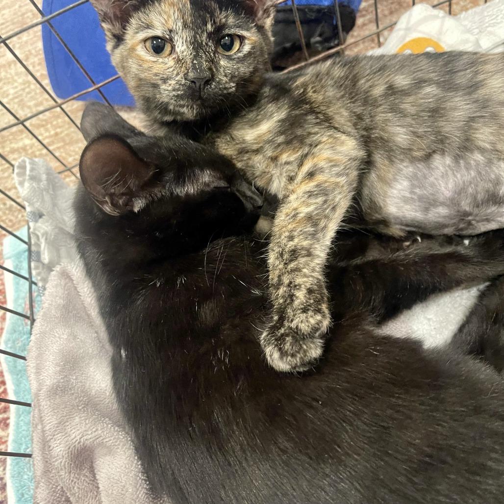Enlarge Cher, a Adoptable Domestic Short Hair in Santa Rosa, CA image 6/6