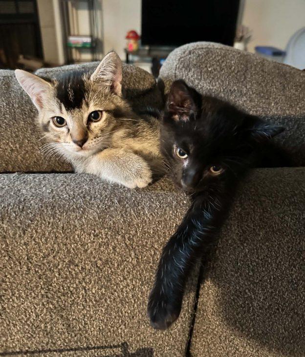 Onyx and Jasper, Adoptable, Kitten Male Domestic Short Hair.