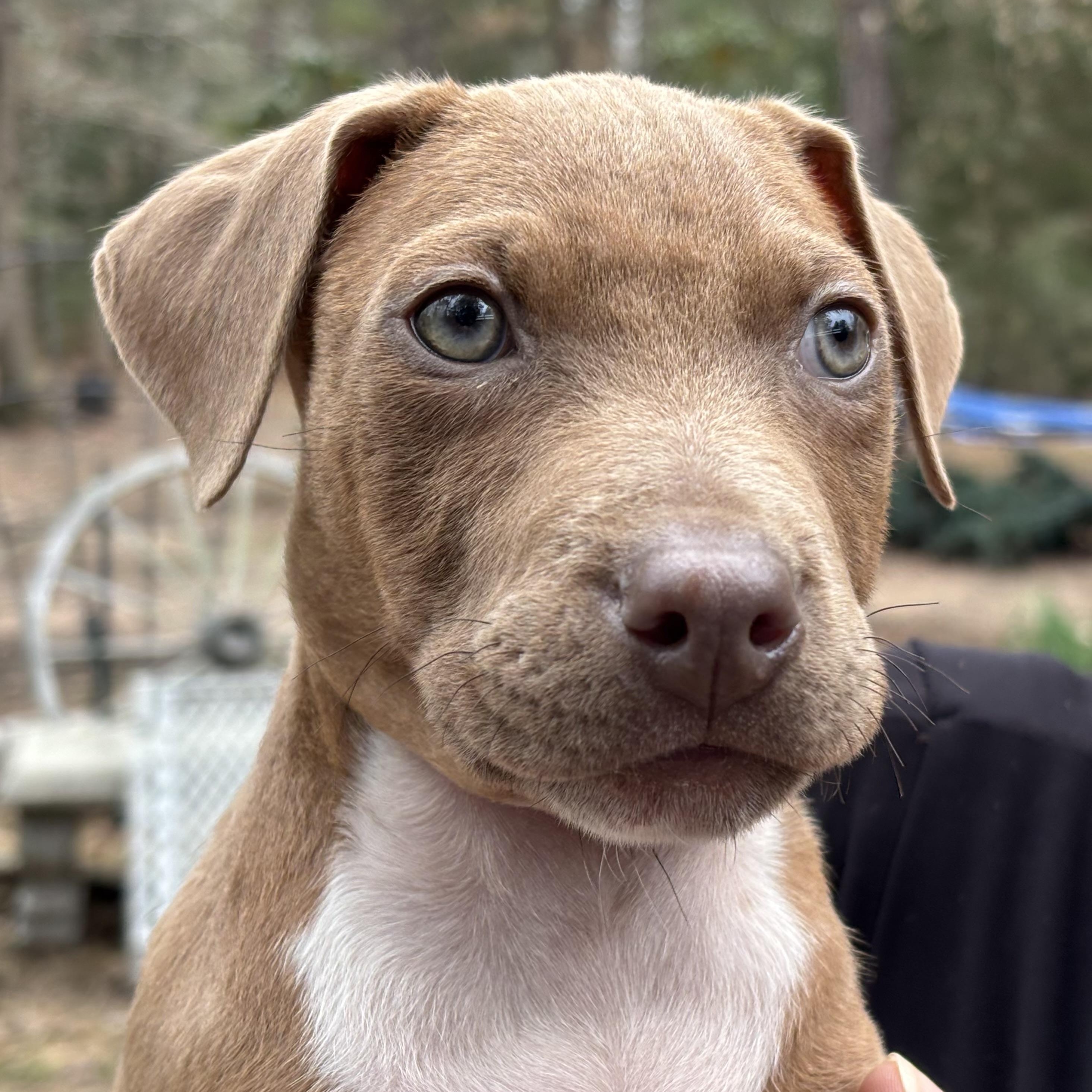 Mack - A Curious and Brave Snuggler