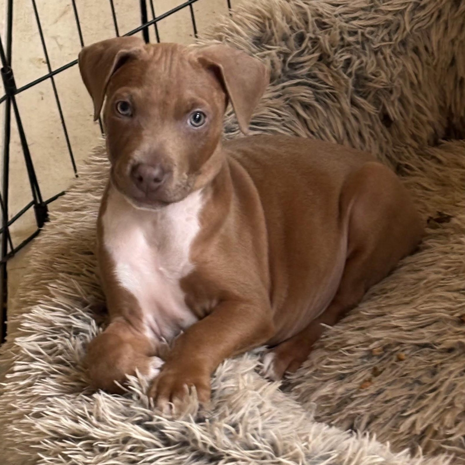 Mack - A Curious and Brave Snuggler — thumbnail 2