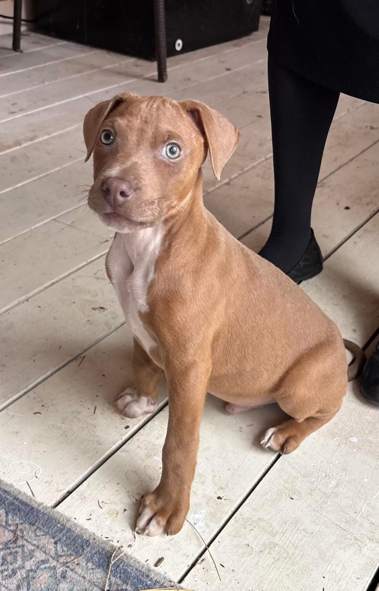 Mack - A Curious and Brave Snuggler — thumbnail 3