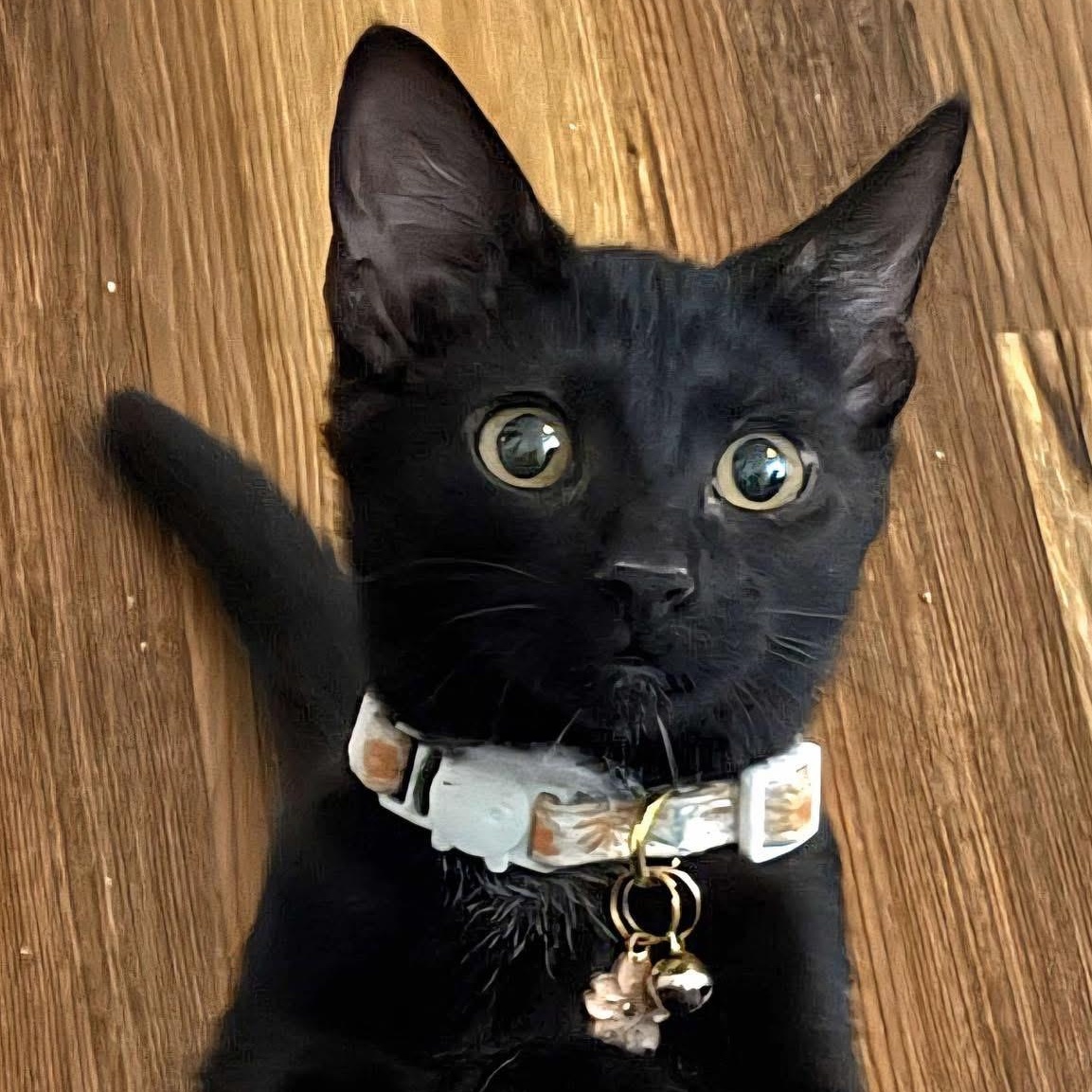 Lyra