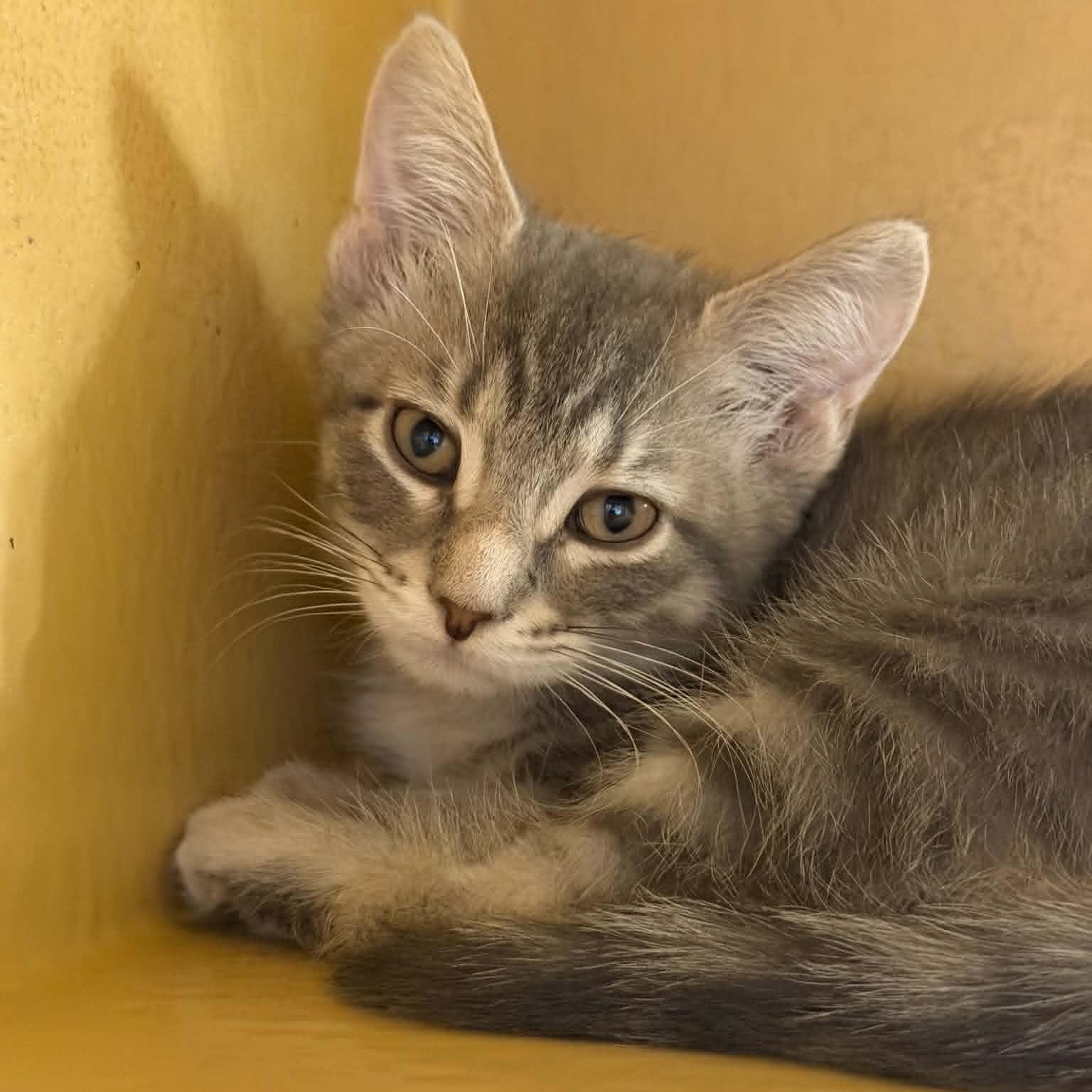 Wendigo, adopted, Kitten Female Domestic Short Hair.