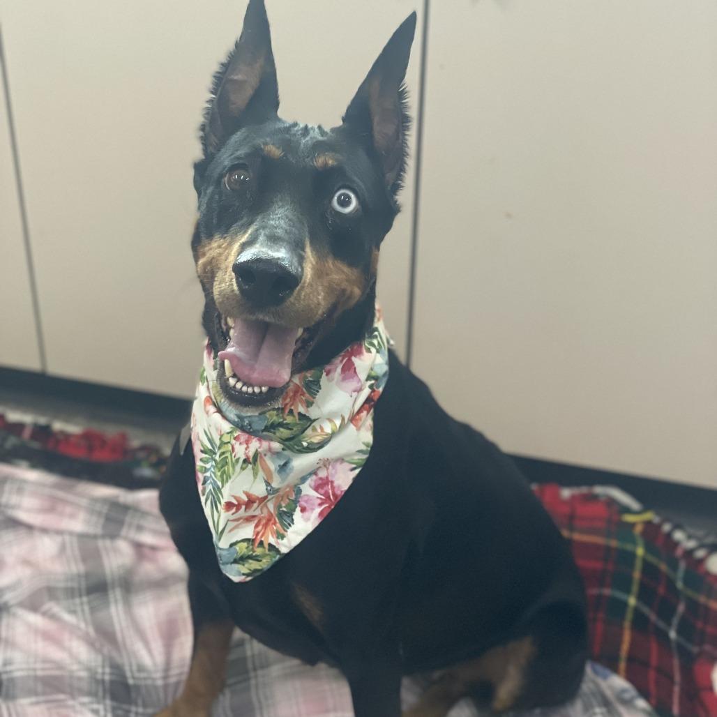 Tilly, Adoptable, Adult Female Doberman Pinscher & Mixed Breed.