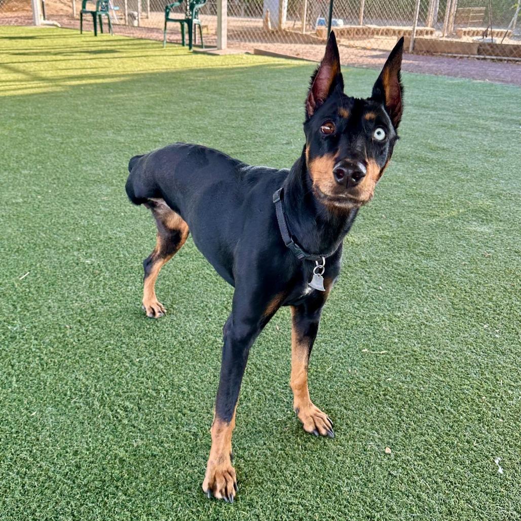 Tilly, Adoptable, Adult Female Doberman Pinscher & Mixed Breed.