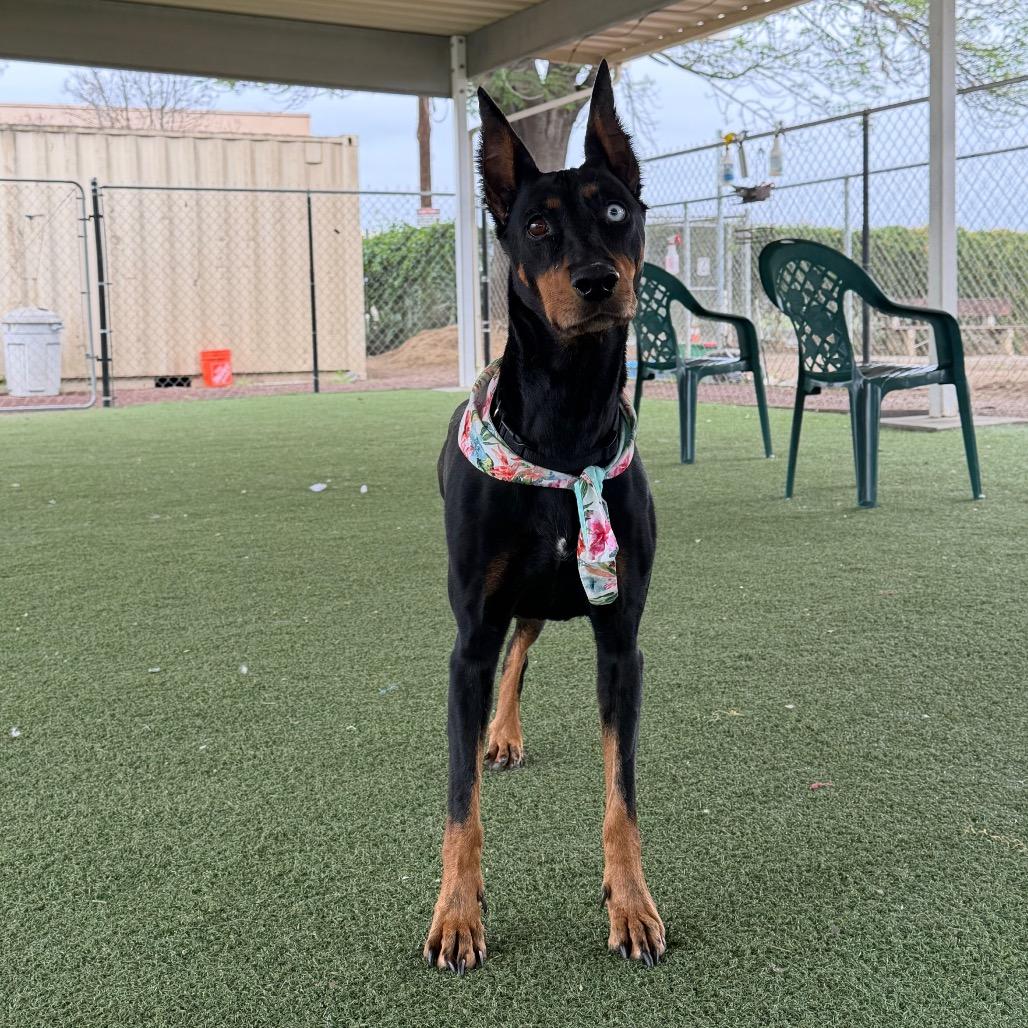 Enlarge Tilly, a Adoptable mixed breed in Riverside, CA image 2/6