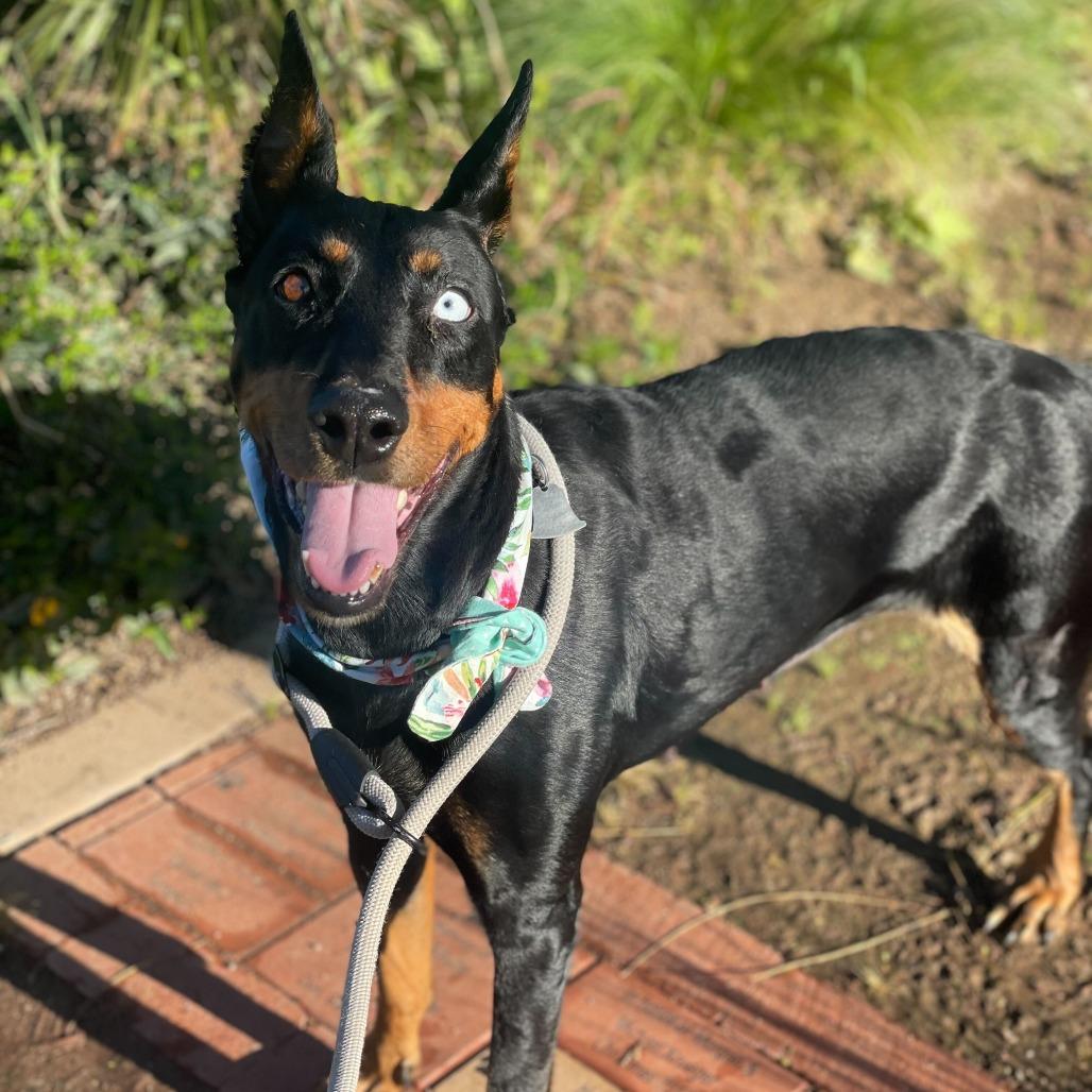 Enlarge Tilly, a Adoptable mixed breed in Riverside, CA image 3/6