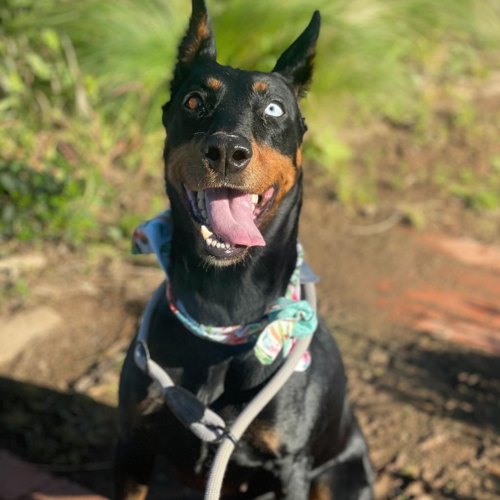 Enlarge Tilly, a Adoptable mixed breed in Riverside, CA image 4/6