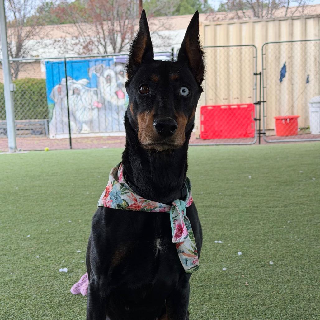 Enlarge Tilly, a Adoptable mixed breed in Riverside, CA image 3/6