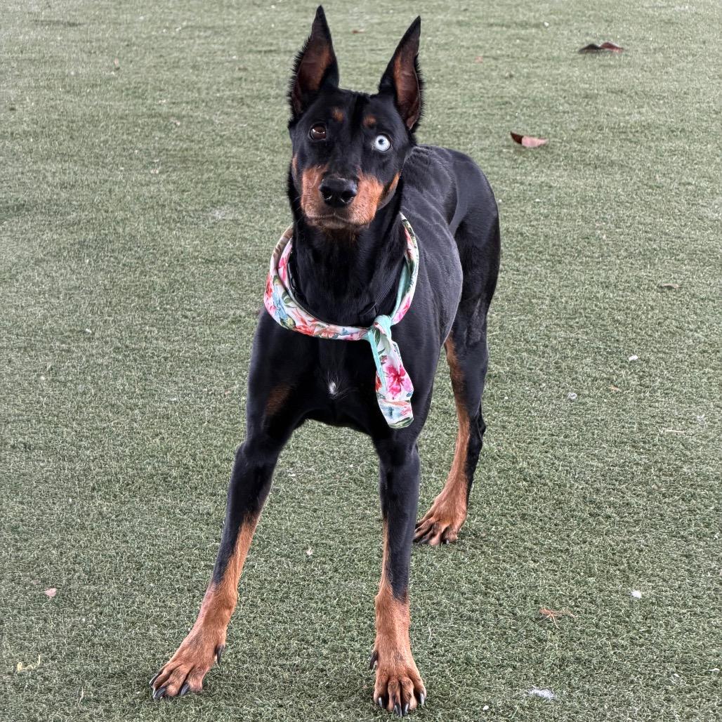 Enlarge Tilly, a Adoptable mixed breed in Riverside, CA image 5/6