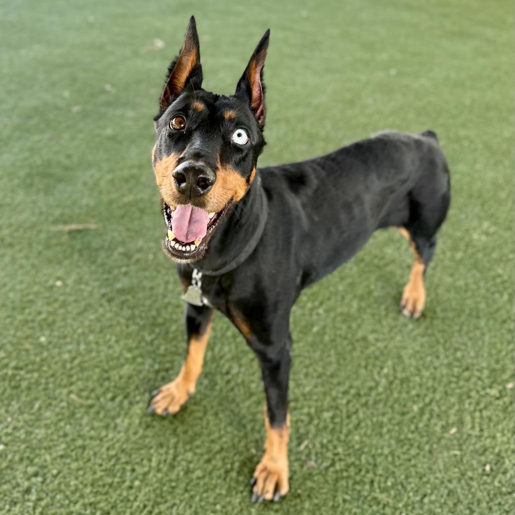 Enlarge Tilly, a Adoptable mixed breed in Riverside, CA image 4/6