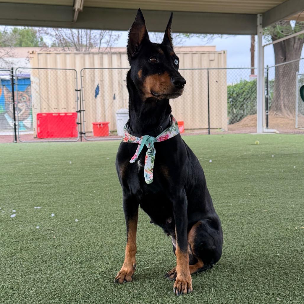 Enlarge Tilly, a Adoptable mixed breed in Riverside, CA image 5/6