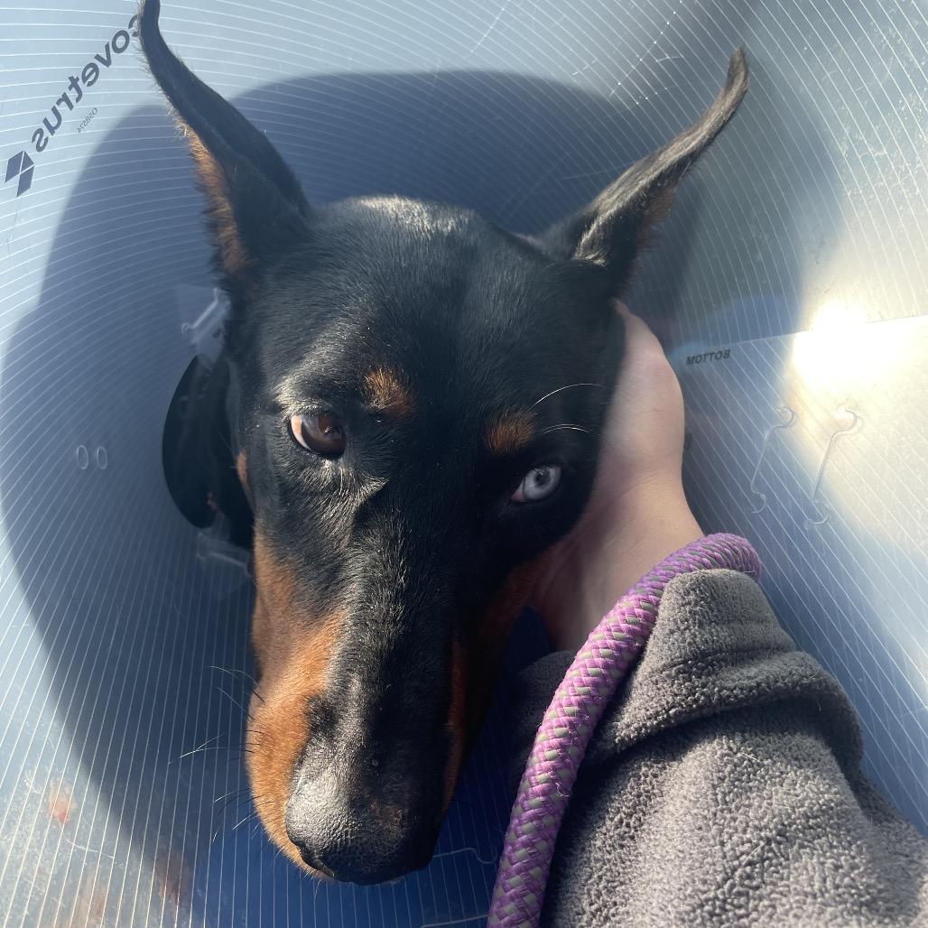 Enlarge Tilly, a Adoptable mixed breed in Riverside, CA image 6/6