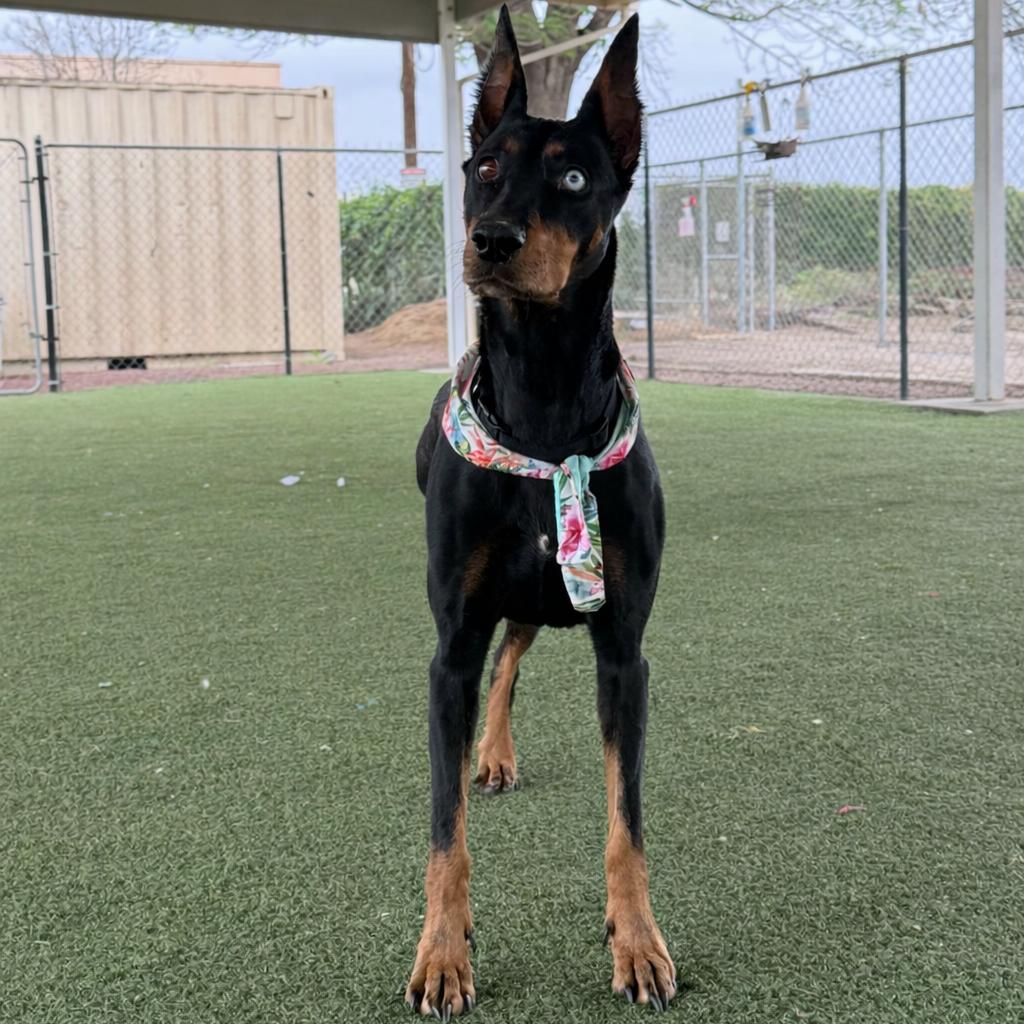 Enlarge Tilly, a Adoptable mixed breed in Riverside, CA image 6/6