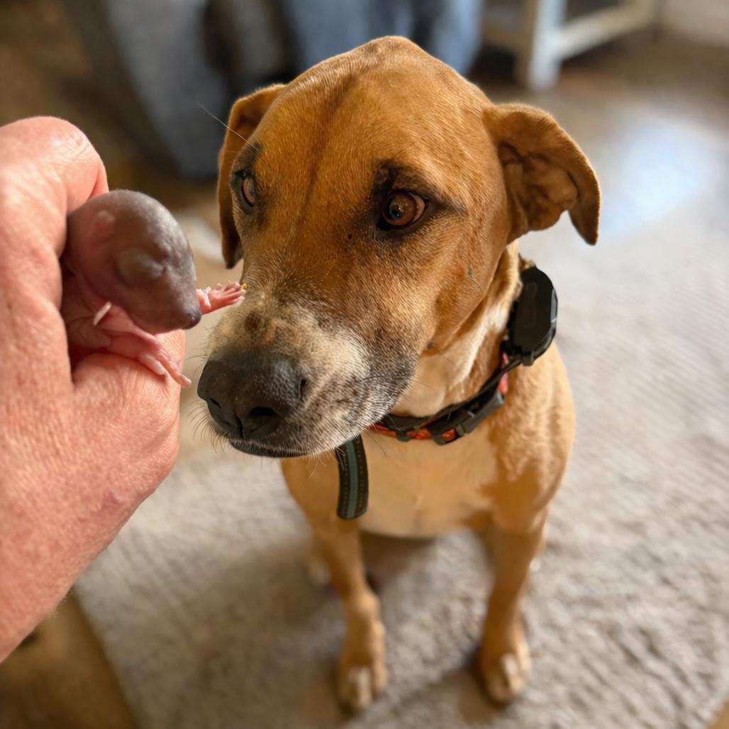 Boone, Adoptable, Adult Male Black Mouth Cur.
