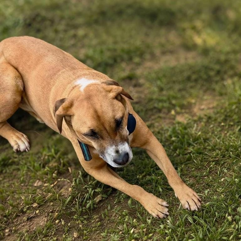 Enlarge Boone, a Adoptable Black Mouth Cur in Mount Pleasant, TX image 4/5