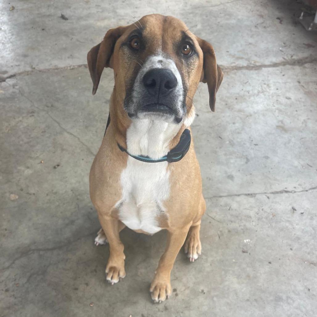 Enlarge Boone, a Adoptable Black Mouth Cur in Mount Pleasant, TX image 1/2