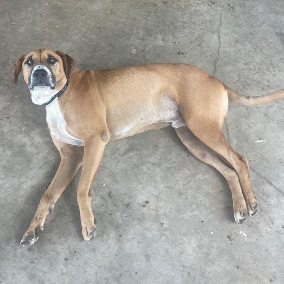 Enlarge Boone, a Adoptable Black Mouth Cur in Mount Pleasant, TX image 2/2