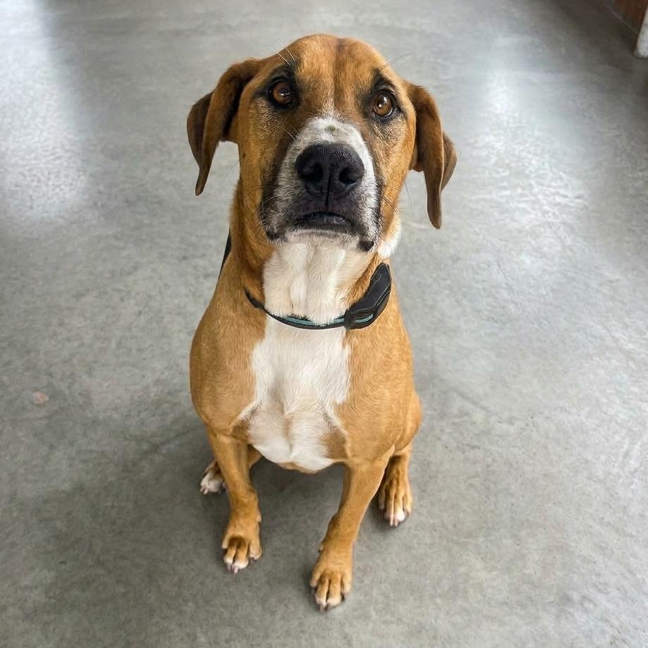 Enlarge Boone, a Adoptable Black Mouth Cur in Mount Pleasant, TX image 2/6
