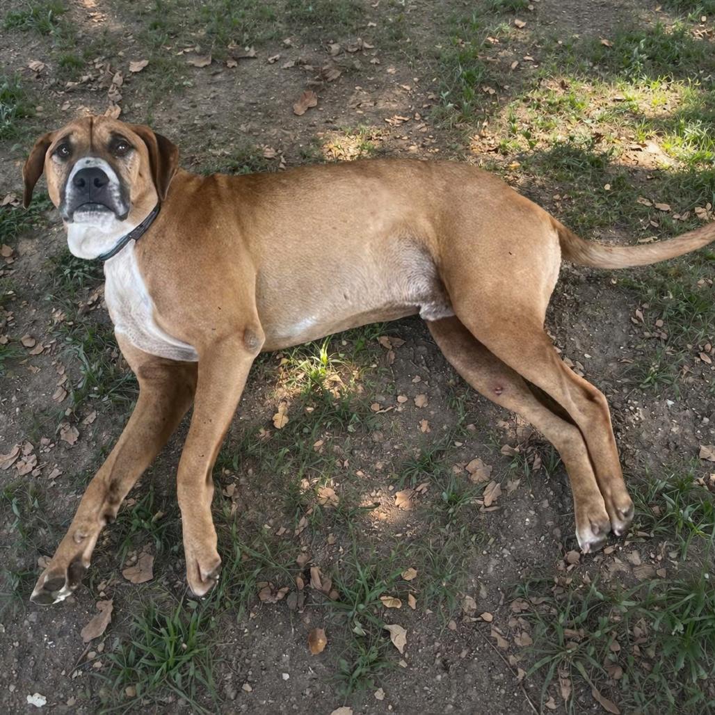 Enlarge Boone, a Adoptable Black Mouth Cur in Mount Pleasant, TX image 5/5