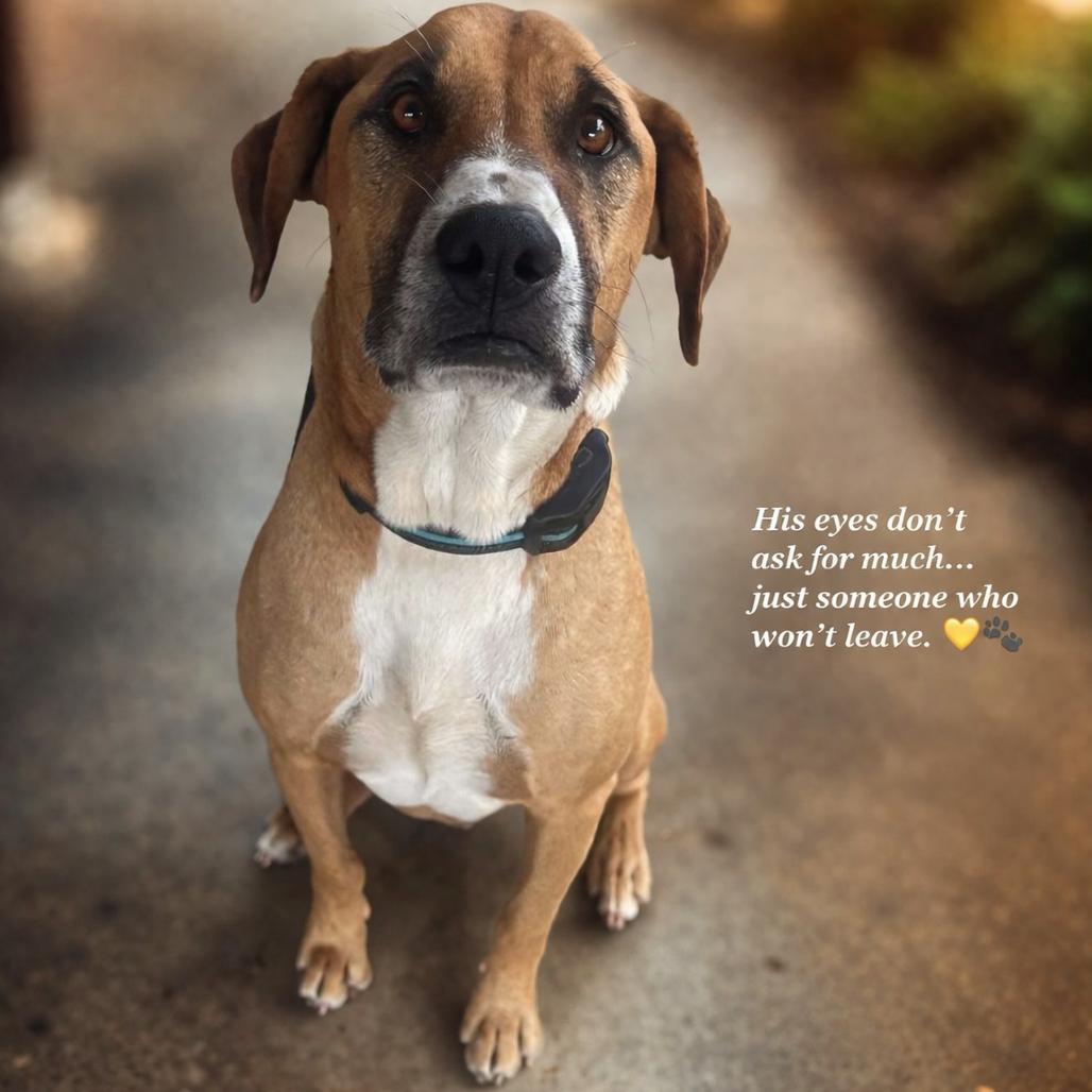 Boone, Adoptable, Adult Male Black Mouth Cur.