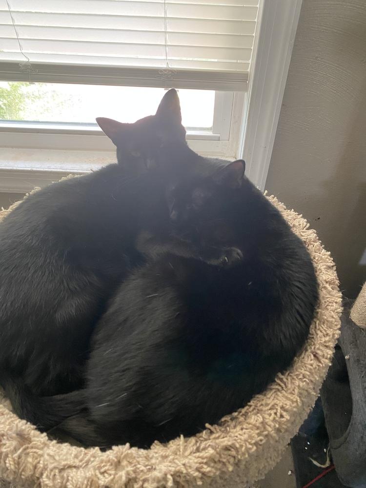 Enlarge Mama Wishy, a Adoptable Domestic Short Hair in Virginia Beach, VA image 1/6